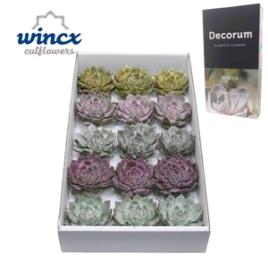 Echeveria Lindsyana Glitter Mix Lovely Christmas Wincx-10cm