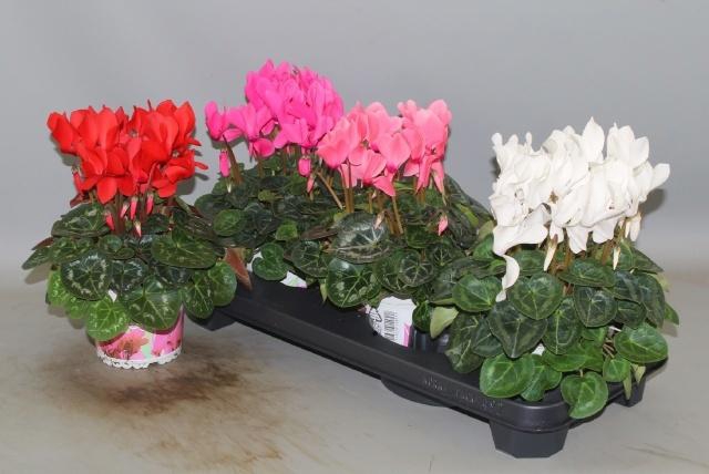 <h4>CYCL GR SUP XL</h4>