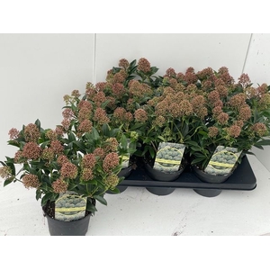 SKIM JA GODRIE DWARF P15 15+