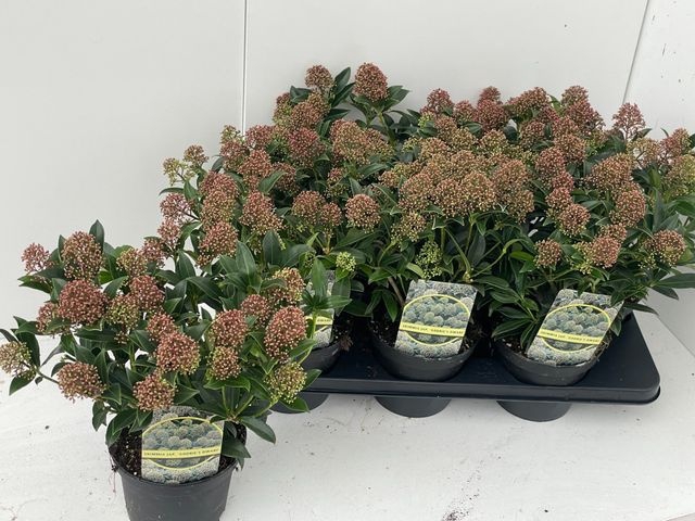 <h4>SKIM JA GODRIE DWARF P15 15+</h4>