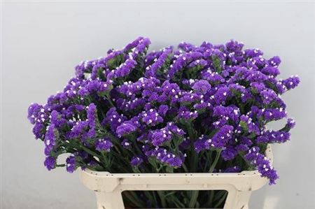 <h4>Lim S Cryst Dark Blu</h4>