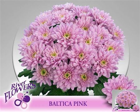 <h4>Chr T Baltica Pink</h4>