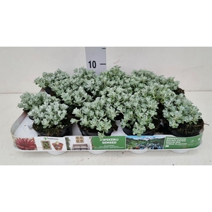 Sedum spathulifolium 'Cape Blanco'