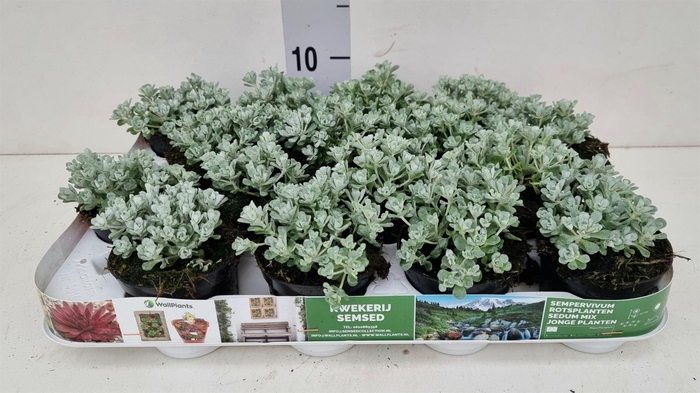 <h4>Sedum spathulifolium 'Cape Blanco'</h4>
