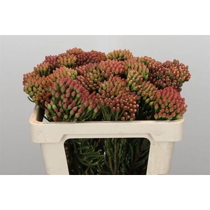 Cape green red strawberry (Brunia)