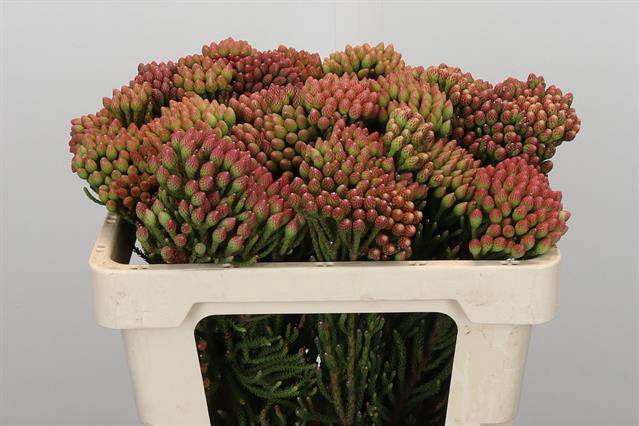 <h4>Cape green red strawberry (Brunia)</h4>