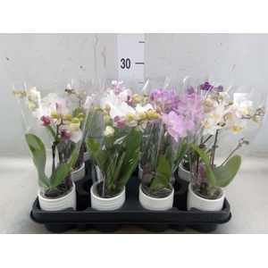 Phalaenopsis   ...mini