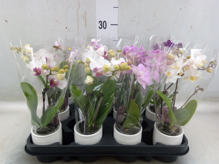 <h4>Phalaenopsis   ...mini</h4>