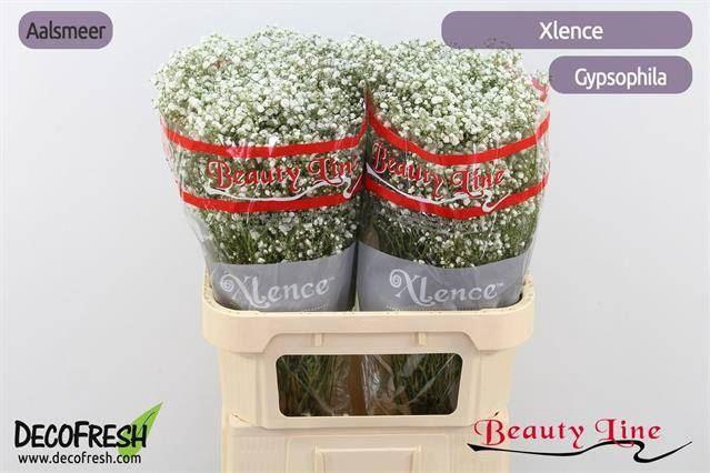 <h4>GYPS XLENCE 25 GR.</h4>