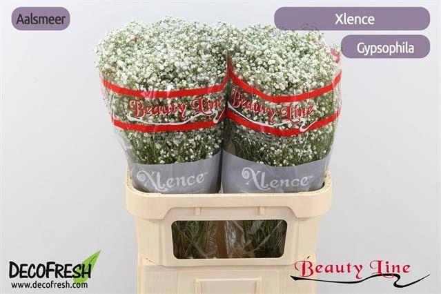 <h4>GYPS XLENCE BUNDT</h4>