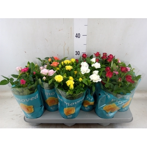 Rosa  'Beau Monde'   ...mix