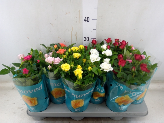 <h4>Rosa  'Beau Monde'   ...mix</h4>