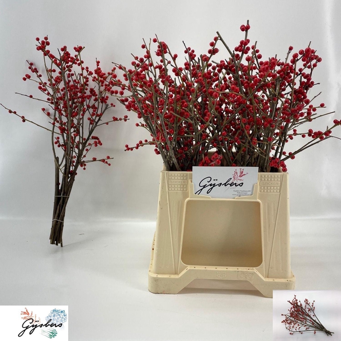 <h4>ILEX VE RODE BES</h4>