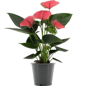 Anthurium Sweet Dream in transparant sleeve