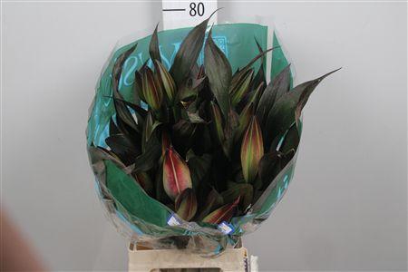 <h4>Lelie Geverfd Cerise</h4>