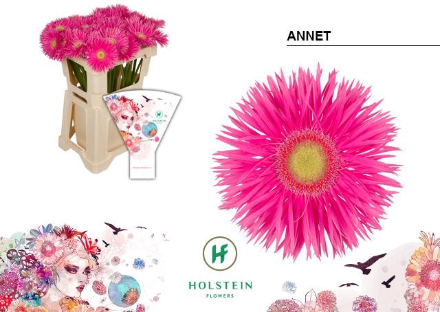 <h4>Gerbera Big Gerspider Annet</h4>