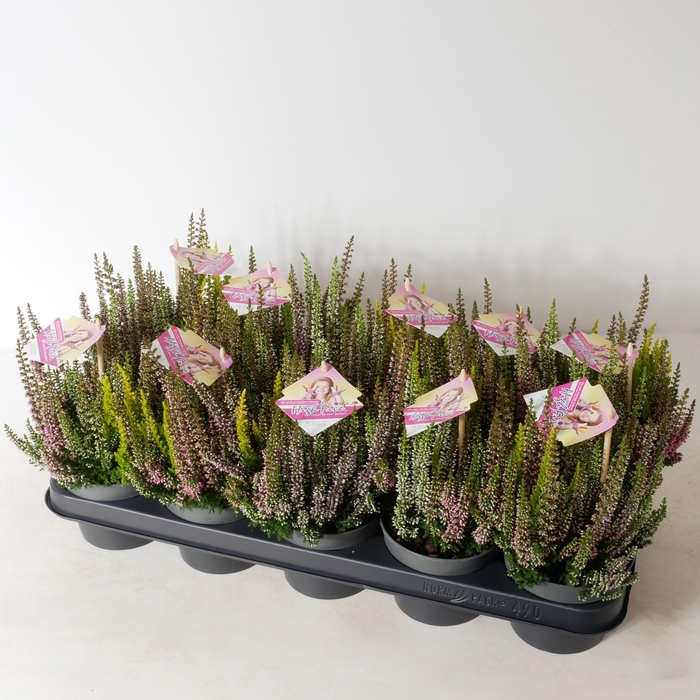 <h4>Calluna vulgaris 'Beauty Ladies' High Five P12</h4>