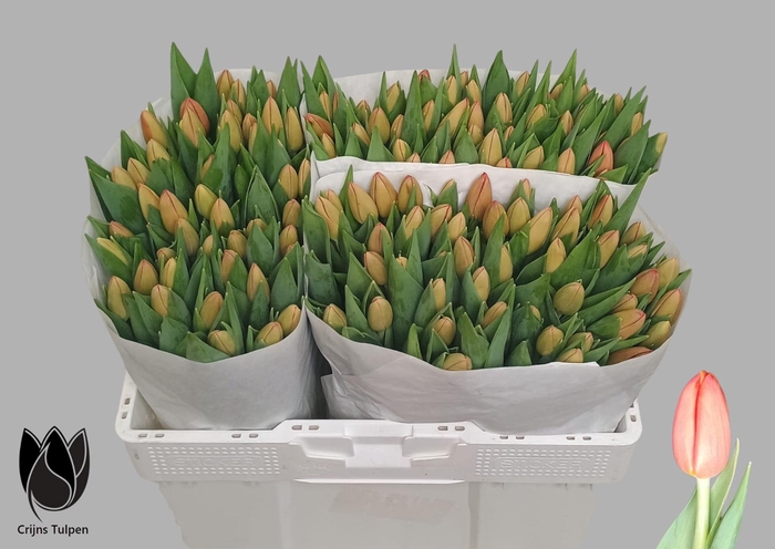 <h4>TU EN DELTA STORM</h4>