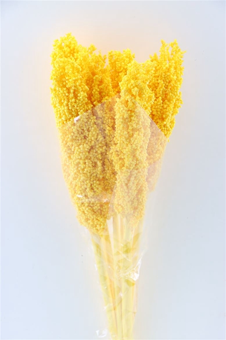 Dried Sorghum 6pc Yellow Bunch