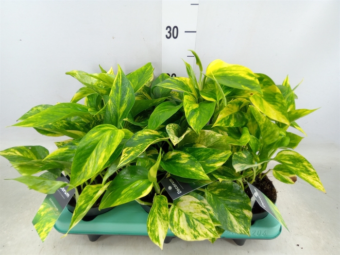 <h4>Epipremnum pinn. 'Hicolor'</h4>