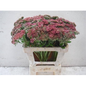 SEDUM SPECTABILE BLO