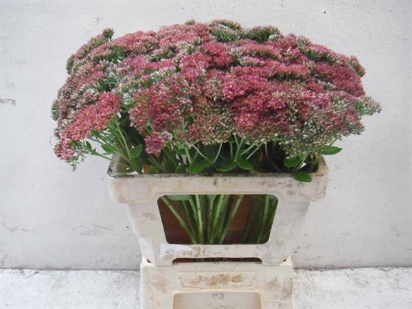 <h4>SEDUM SPECTABILE BLO</h4>