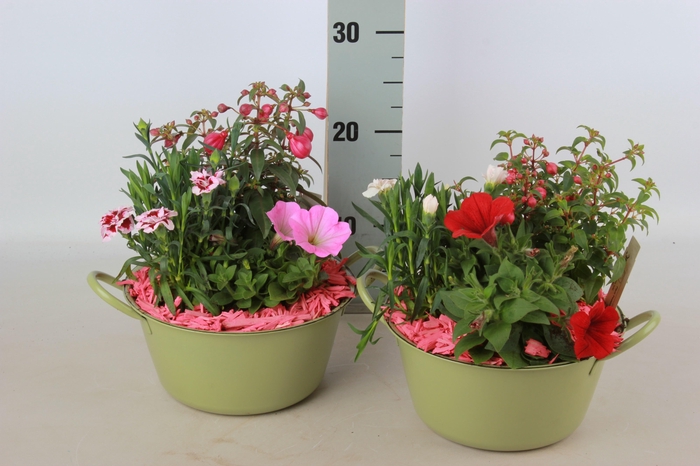 <h4>ARR TUINPLANTEN</h4>