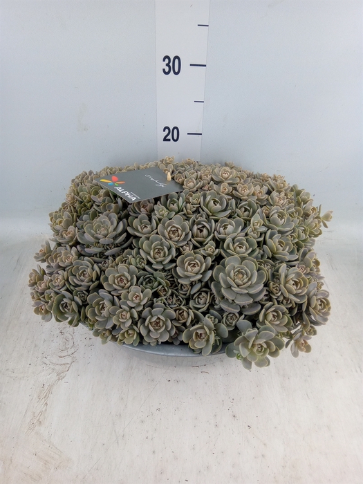 <h4>Orostachys furusei</h4>