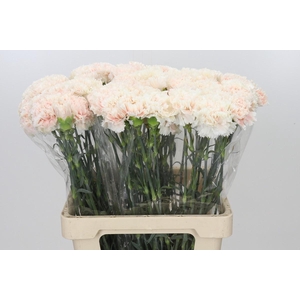 Dianthus St Cappuccino