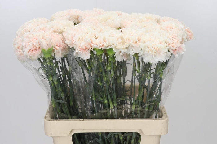 <h4>Dianthus St Cappuccino</h4>
