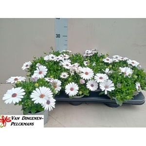 OSTEO FP WHITE