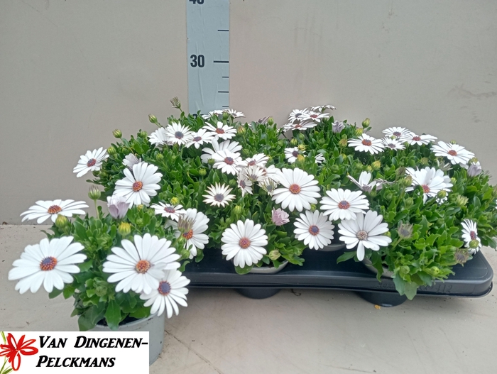 <h4>OSTEO FP WHITE</h4>