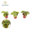 Pilea alumi