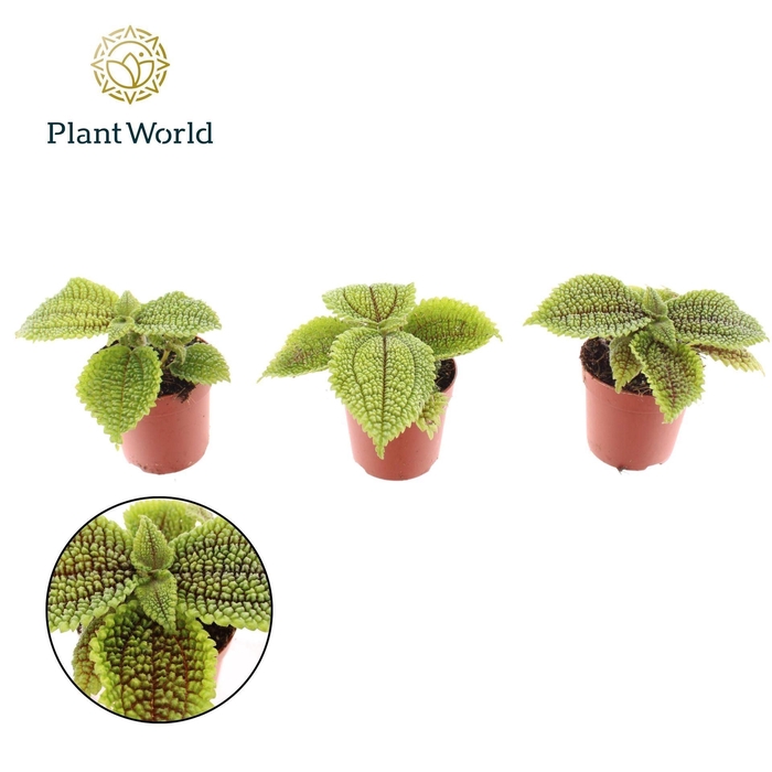 Pilea alumi