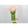 Zantedeschia Eydolls Salmon