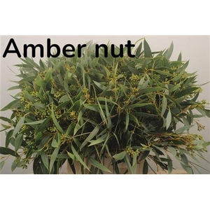 Euc Sa Amber Nut Per Bunch 300 Gram