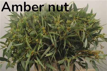 <h4>Euc Sa Amber Nut Per Bunch 300 Gram</h4>