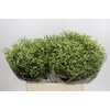 Limonium China Lemon