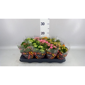 Kalanchoe blos.   ..rosebud mix  5