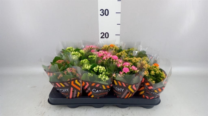 <h4>Kalanchoe blos. ..rosebud mix 5</h4>