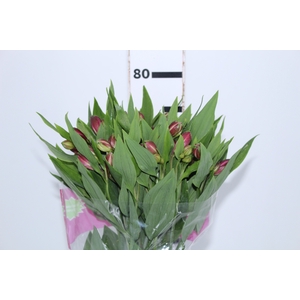 ALSTROEMERIA STRATUS 080 CM