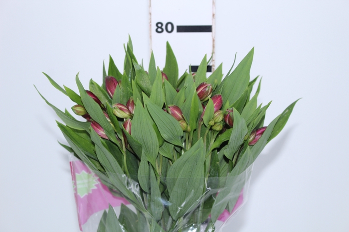 ALSTROEMERIA STRATUS 080 CM