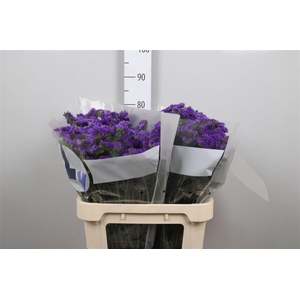 Lim S Cryst Dark Blue