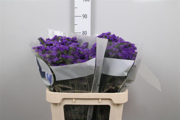 <h4>Lim S Cryst Dark Blue</h4>