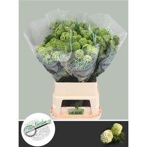 Viburnum Roseum St 100cm 4 Hd