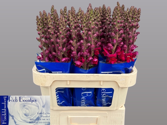 <h4>ANTIR ANTIBES RED</h4>