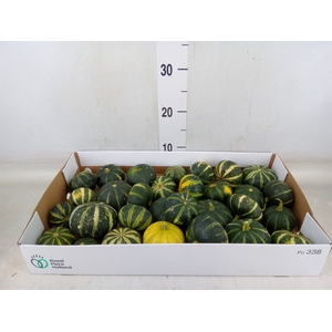 Cucurbita