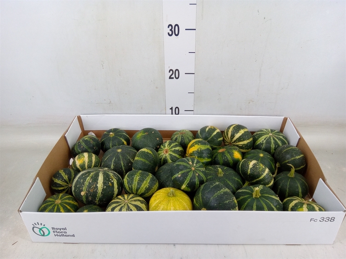 <h4>Cucurbita</h4>