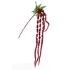 Amaranthus Red