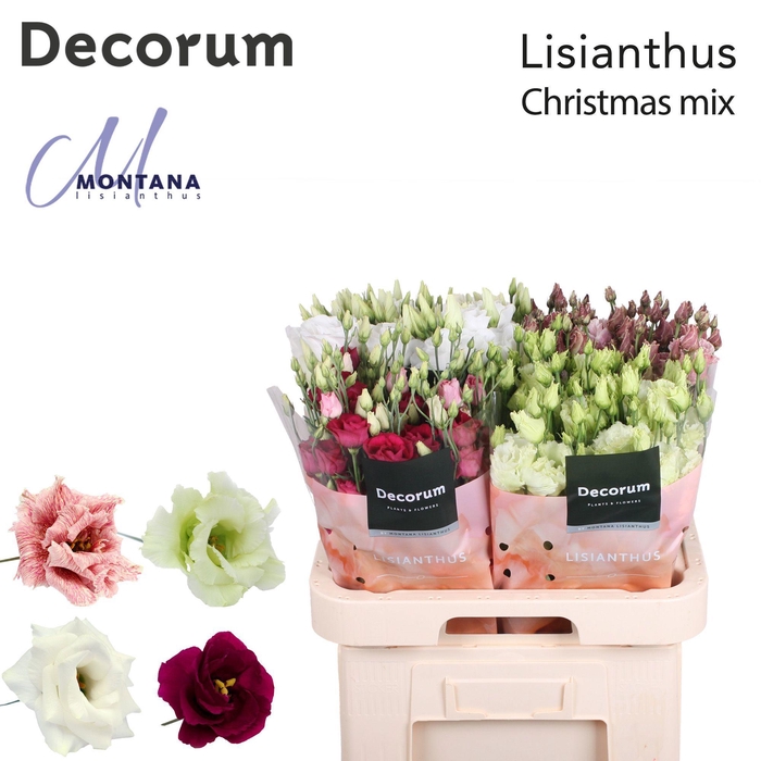 <h4>EUS G GEM IN FUST</h4>